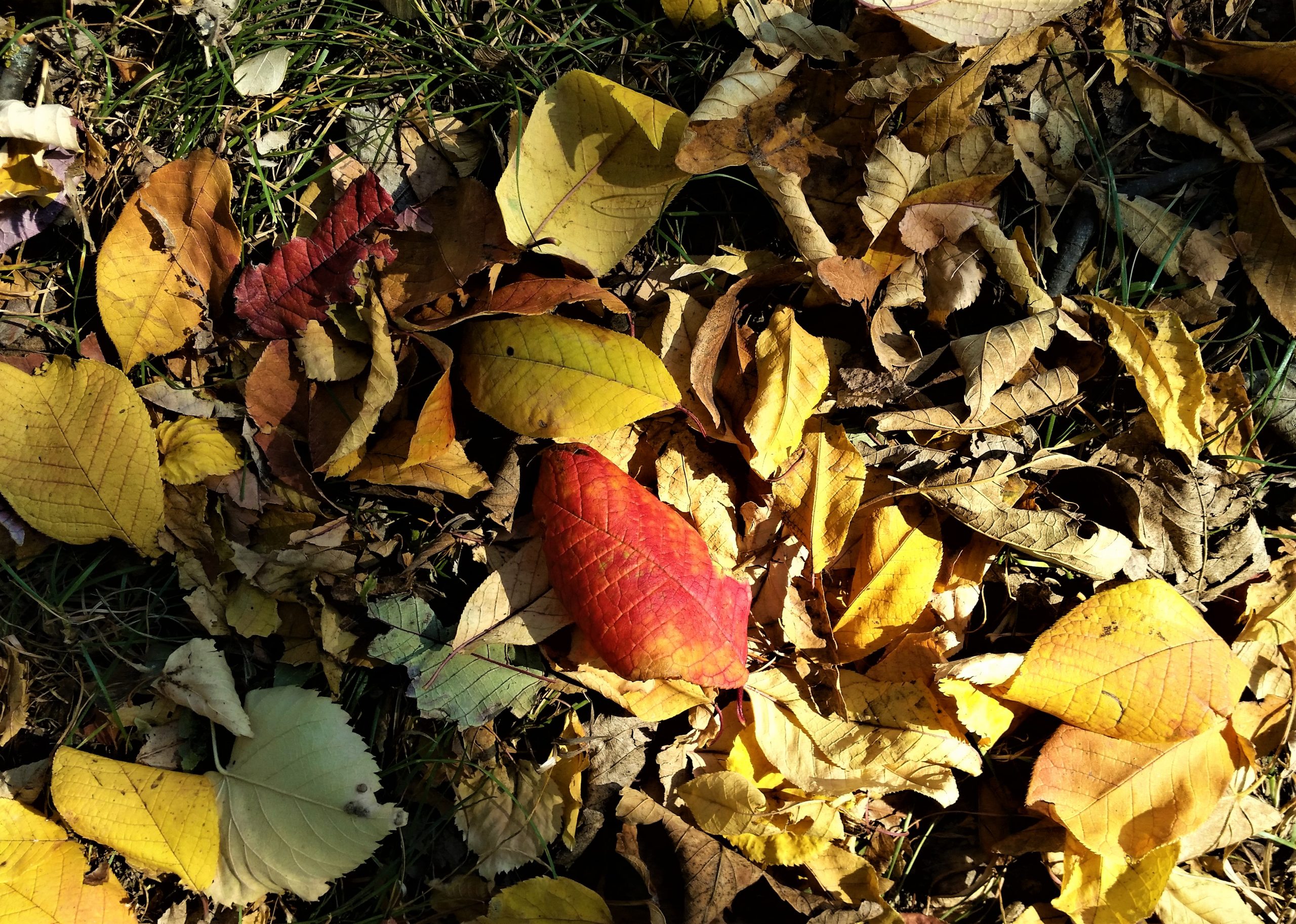Der Herbst – Abschied und Neuanfang